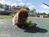 dvärgvädur/minilop