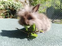 fluffboll