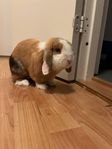 Mini lop 3 år