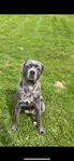 Hund, Cane Corso tik 