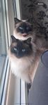 Ragdoll katter