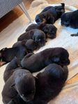 rottweiler valpar