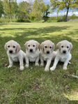 Golden Labrador Valpar