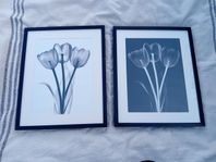 Tavlor Ikea Tulpaner