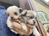 Shih Tzu / chihuahua valpar