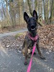 Malinois, belgisk vallhund