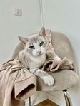 silver bengal/siames 