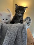 Maine Coon kattungar