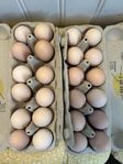 Matägg – Frigående Brahma