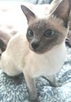 Thai katt hona 