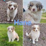 2 bedårande Australian shepherd 