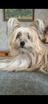 Pomerian/Chinese crested powder puff