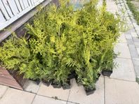Thuja Brabant 80-120cm 53st