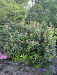 rhododendron