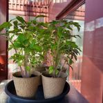 Tomatplantor - 4 till 5 plantor i en kruka