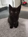 kattungar