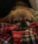 Senior tibetansk spaniel