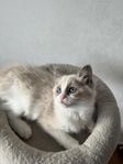 Ragdoll kattungar