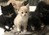 Kattungar