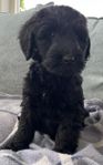 Labradoodle valp