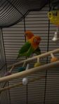 Dvärgpapegoja/Lovebird