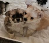 Chiuahua/papillon valpar