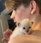 Ragdoll kattungar med stamtavla