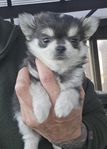 Chiuahua/papillon valpar