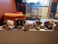 3 söta amstaff valpar, lev.klar 15/6