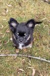Chihuahua | SKK | Valp