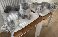 Ragdoll / brittiskt långhår kattungar