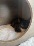 Kattunge