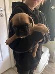 underbara valpar fransk bulldog / mops