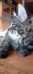 gosig ungkatt