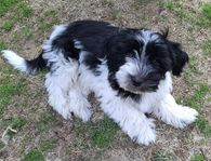 Underbar Bichon Havanais hane