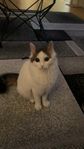 Katt / Junior katt