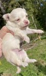 Långhåriga chihuahua valpar