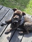 Staffordshire Bull Terrier (röd brindle med vita tecken)