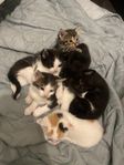 ragdoll/norsk skogskatt kattungar 