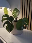 Monstera variegata