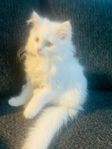 Sibirisk katt