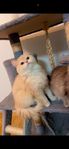 katt