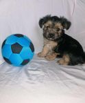 yorkshire terrier valpar 2 hanar 2 tikar 8 veckor gamla