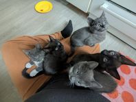 Söker ni katt?
