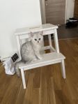 Brittisk Kattunge