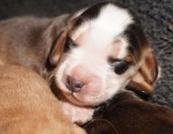 Cocker Spaniel Valp / Cockerspaniel Valp / Sobel TIK