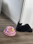 katthona 1år.