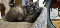 britisk ragdoll kattunga
