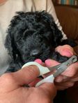 stora Goldendoodle/flatte - två valpar kvar