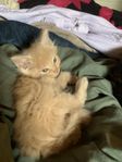 Maine Coon kattungar